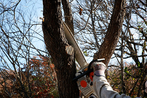 Best Palm Tree Trimming  in Tara Hills, CA